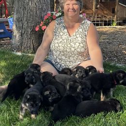 German Shepherd Puppies from Gems German Shepherd Dog Puppies