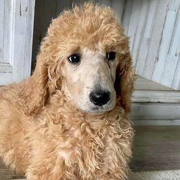 Great Pyrenees and Poodles from Storm Valley Puppies
