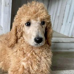 Great Pyrenees and Poodles from Storm Valley Puppies