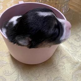 Zoe AKC - Black and tan female Pembroke Welsh Corgi puppy in New Waverly, Texas from Corgie & Cream Paradise