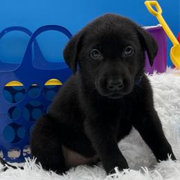 Blue - Black male Labrador Retriever puppy in Heath Springs, South Carolina from Rich Hill Retrievers