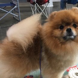Pomeranians from Trinity’s Hope
