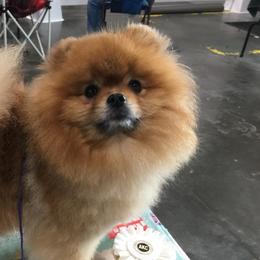 Pomeranians from Trinity’s Hope