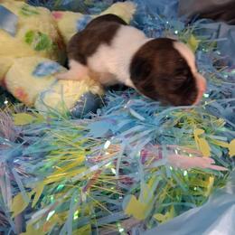 Boy 1 - Brindle male Boxer puppy in Pikeville, Kentucky from Boxers of Whispered Wishes