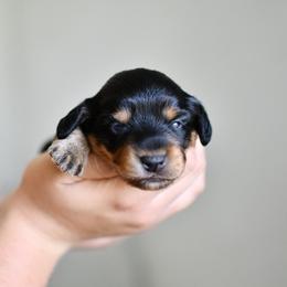 Uno - Black and tan female Dachshund puppy in Youngstown, Florida from Paradox Dachshunds