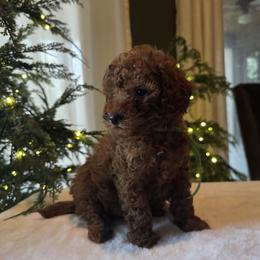 Green Collar Asher - Red  male Goldendoodle puppy in Bristol, Tennessee from 4goldendoodles
