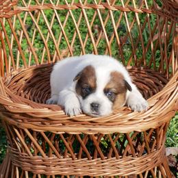 Cordelia - Red mottled female Australian Cattle Dog puppy in Buffalo Valley, Tennessee from Buffalo Valley Breeders