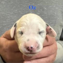 Oz - White and black male Dalmatian puppy in New Jersey from Prestige Dalmatians