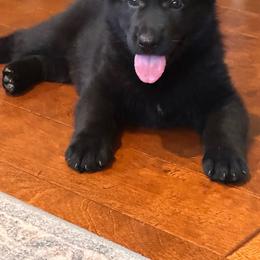Danika (Red Collar) - Black female German Shepherd puppy in Moore, South Carolina from Von Zorhaus