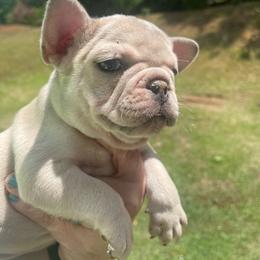 Gemma - Blue fawn female French Bulldog puppy in Seneca, South Carolina from Burrell’s Bulldog Kingdom