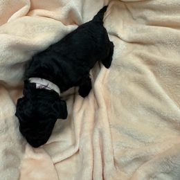 Raven (gold then purple collar) - Black Poodle puppy in Greensboro, North Carolina from Joyful Poodles