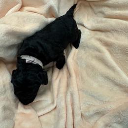 Raven (gold then purple collar) - Black Poodle puppy in Greensboro, North Carolina from Joyful Poodles