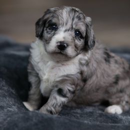 Frosty - Blue merle male Aussiedoodle puppy in Casa, Arkansas from Blue Diamond Puppies