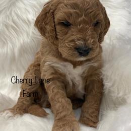 Goldendoodle Puppies from Cherry Lane Farm