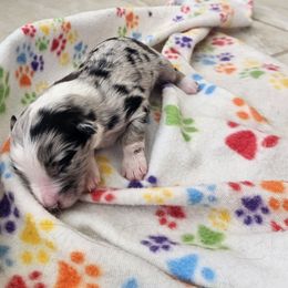 BMF - Blue merle female Australian Shepherd puppy in Magnolia, Texas from Oasam Aussies