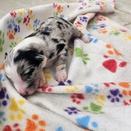 BMF - Blue merle female Australian Shepherd puppy in Magnolia, Texas from Oasam Aussies