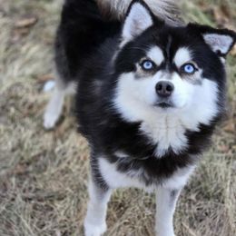 Judas - Black and white male Pomsky puppy in Spring City, Pennsylvania from Pomsky Power Puppies