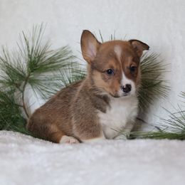 Charlie - Red male Pembroke Welsh Corgi puppy in Morgantown, Pennsylvania from Goldstar Puppies (License Number 18519)
