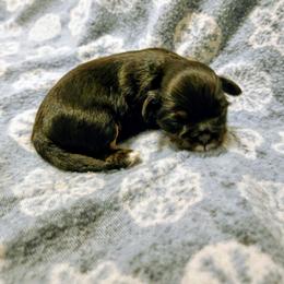 Ivy - Black and tan female Lhasa Apso puppy in Hillsboro, Oregon from Luv-N-Laughter Lhasa Apsos