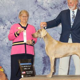 Ocean - Weimaraner