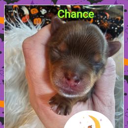 Chance - Chocolate and tan male Yorkshire Terrier puppy in Moses Lake, Washington from Harmony Hills Yorkies