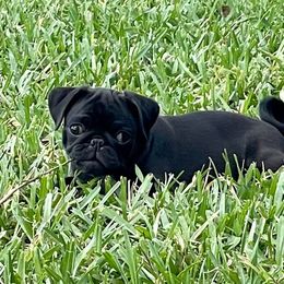 Pug Puppies from Camp Pug