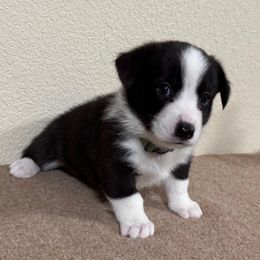 Funyun - Black and white male American Corgi puppy in Omaha, Arkansas from DnD Corgis