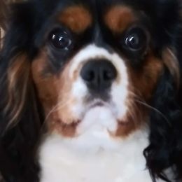 Cavalier King Charles Spaniels from Mainely Cavalier's