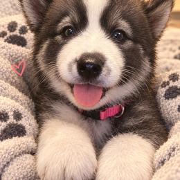 Black or agouti pink female - Black female Siberian Husky puppy in Wheeling, West Virginia from Powells Huskies