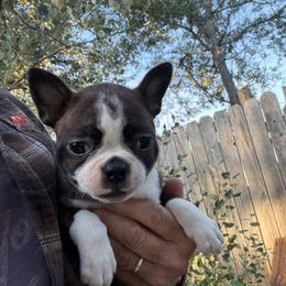 Ivy - Brindle and white female Boston Terrier puppy in Tenmile, Oregon from High Plains French Bulldogs,Boston Terriers and Frenchtons.