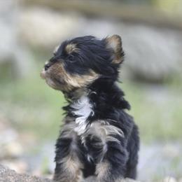 Pancake - Black and tan male Yorkshire Terrier puppy in Petersburg, Virginia from Louie yorkie crustables