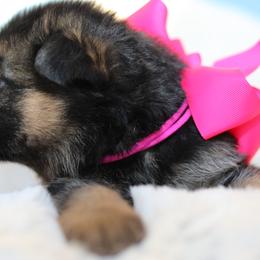 German Shepherd Puppies from Broward Shepherds
