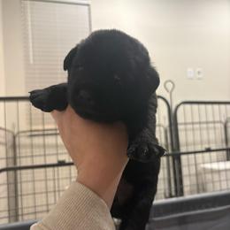 Dark blue Black male 2 - Black male Labrador Retriever puppy in Menifee, California from The Golden Leash Kennels
