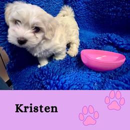 Girl 2 - female Coton de Tulear puppy in Provo, Utah from New Canyon Havanese & Coton Puppies