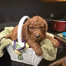 Purple Collar - Red  male Poodle puppy in Henagar, Alabama from Windy Oak Kennels