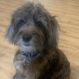 Aussiedoodle Puppies from North Idaho Miniature Aussiedoodles