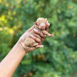 Reserved - Red  male Poodle puppy in Garner, North Carolina from House of Paws Heritage Nursery LLC.