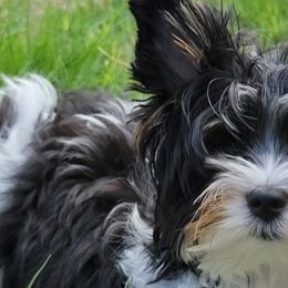 Biewer Terriers from BabyCake Biewers