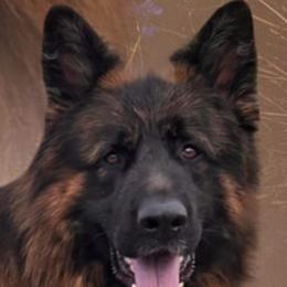 IVAN - German Shepherd