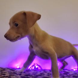 Lucas - Fawn male Chihuahua puppy in Mesa, Arizona from Sun Valley Chihuahuas & Malinois