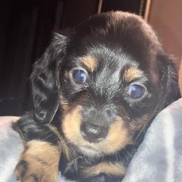 Dachshund Puppies from Jeffrey Johnson