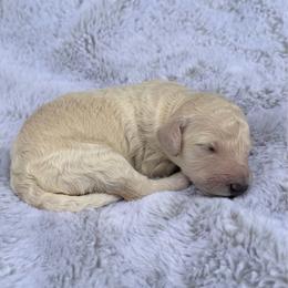 Lexi - Cream female Poodle puppy in Rocklin, California from Brienwood Poodles