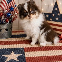 Rowan - Chocolate parti male Pomeranian puppy in Sandia, Texas from Broken Arrow Poms