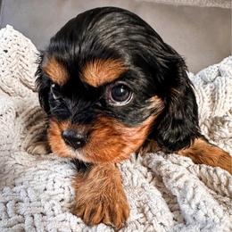 Jelly Bean (Rare Chocolate Carrier Gene) - Black and tan female Cavalier King Charles Spaniel puppy in Tolleson, Arizona from Pixie Dust Cavaliers