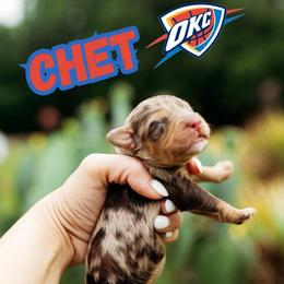 Chet - Chocolate merle male Bernedoodle puppy in Ardmore, Oklahoma from Mop Top Doodle Co.