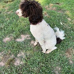 Dutch - Poodle