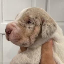 Jamison - Merle male Great Dane puppy in Florida from Beachside Kennels