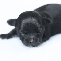 Chihuahua, Pomeranian, and Shih Tzu Puppies from PNW Designer Toy Breeds