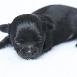 Chihuahua, Pomeranian, and Shih Tzu Puppies from PNW Designer Toy Breeds