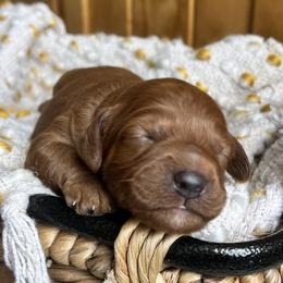 Cookie is pink collar female from Stroodles Bake Sale litter - Red  female Goldendoodle puppy in Hamilton, Montana from Stroodles Doodles